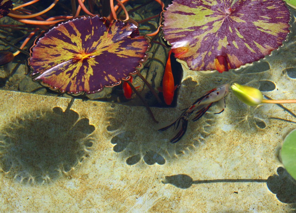 Getty Villa fish pond