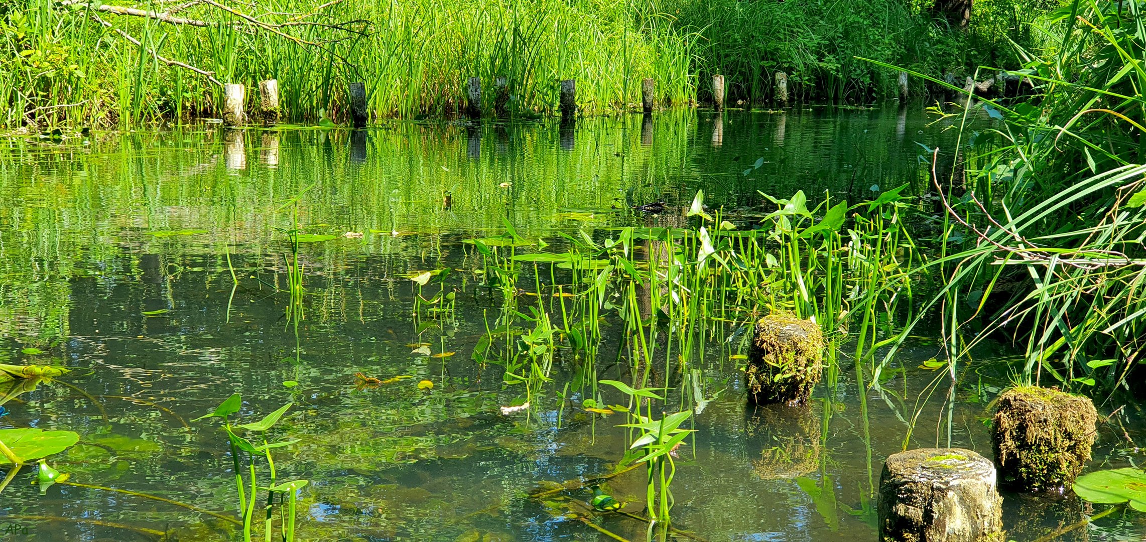 Getümmel über dem Wasser**