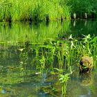 Getümmel über dem Wasser**