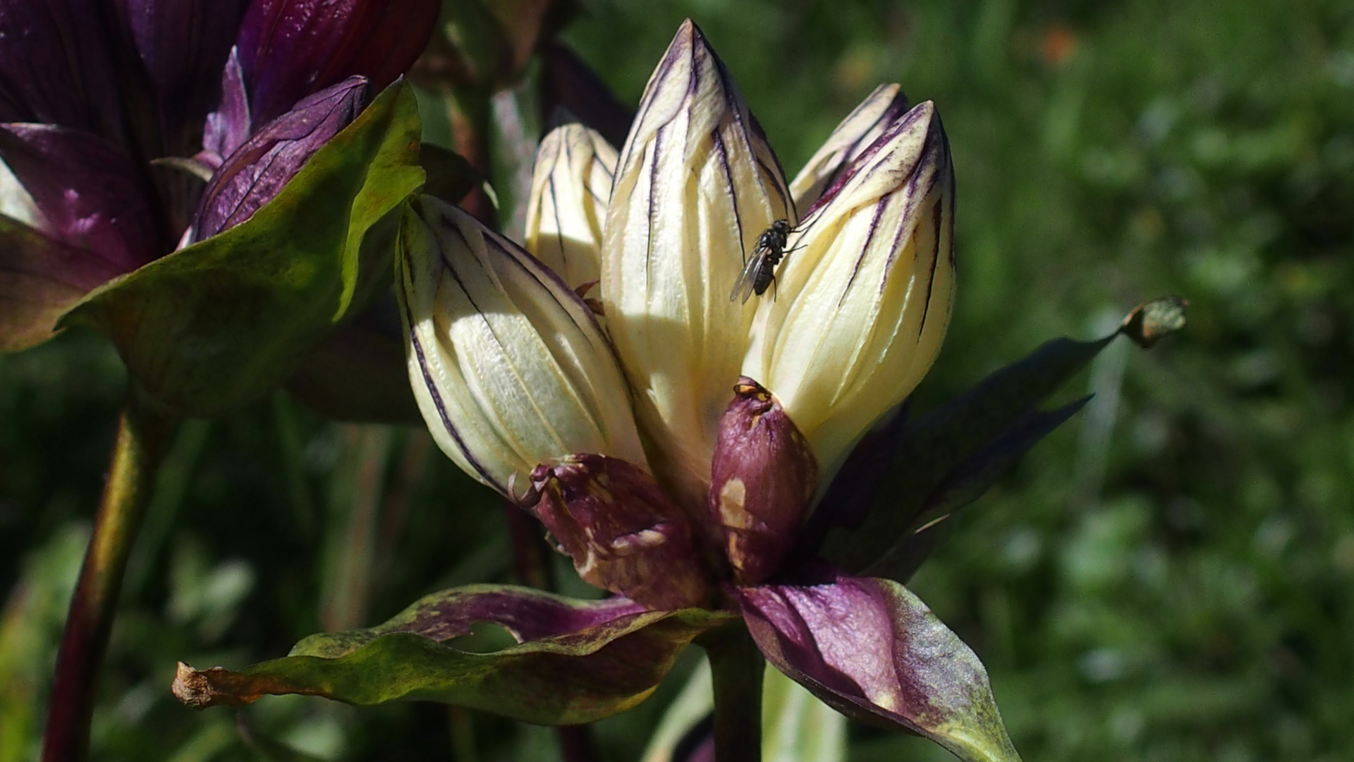 Getüpfelter Enzian 'Gentiana punctata' ?