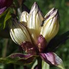 Getüpfelter Enzian 'Gentiana punctata' ?