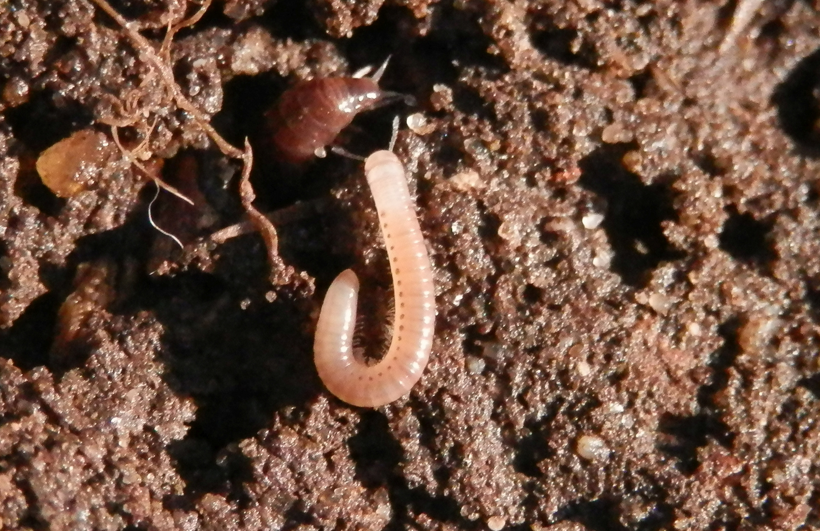 Getüpfelter Tausendfuß (Blaniulus guttulatus)