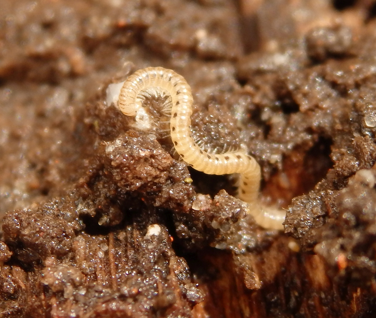 Getüpfelter Tausendfuß (Blaniulus guttulatus)