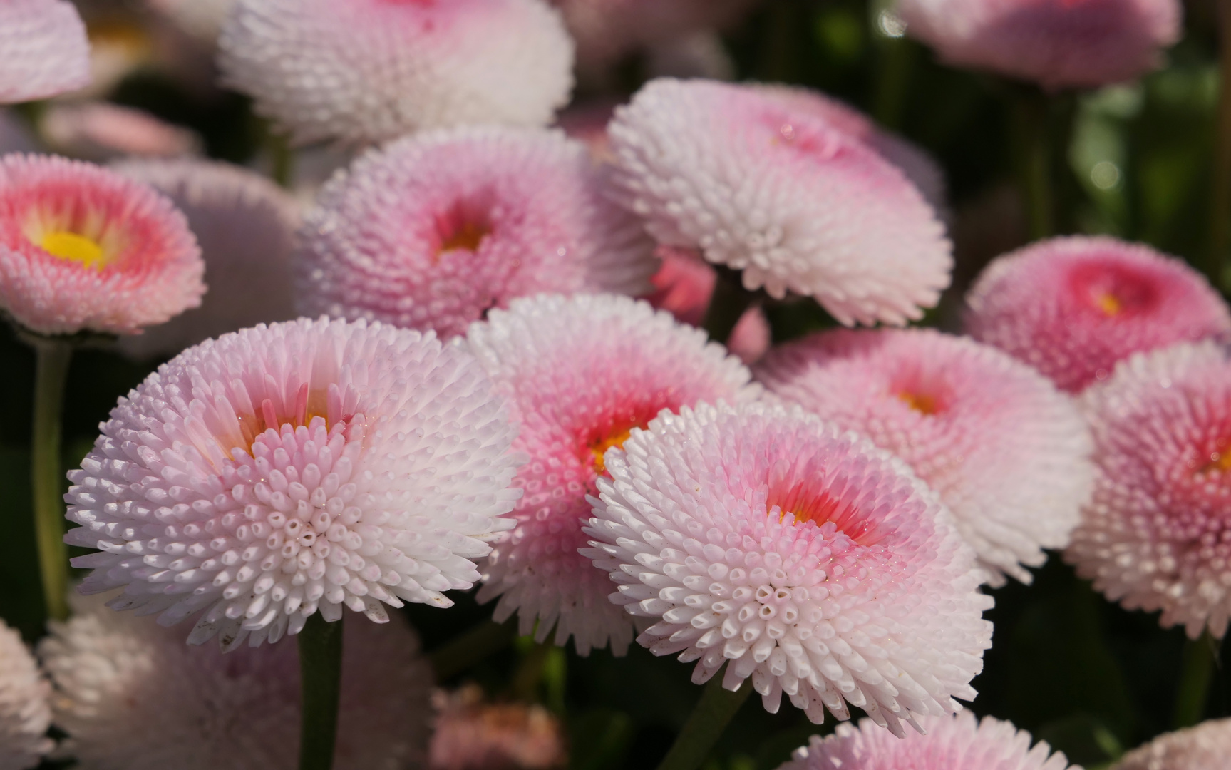 Getuschel im Blumenbeet