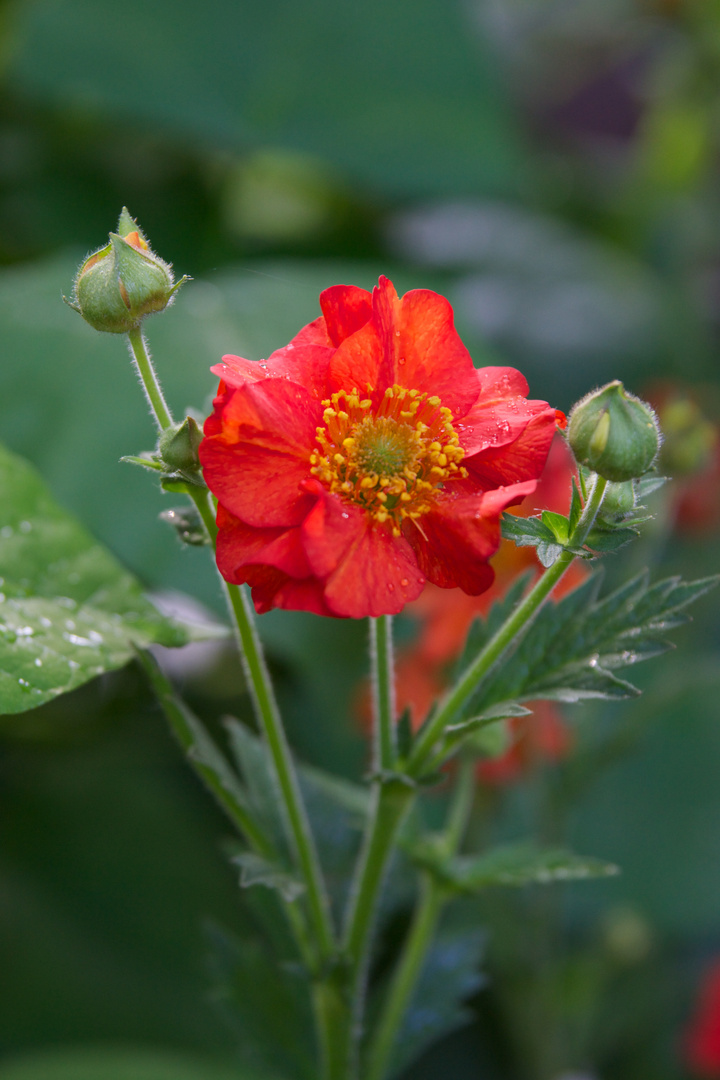 Geum chiloense 'Feuerball (Mrs. Bradshaw)'