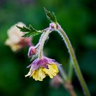 Geum 'Lisanne'