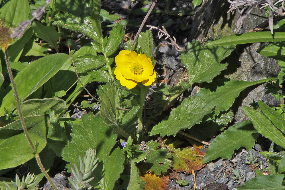 Geum montanum