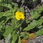 Geum montanum