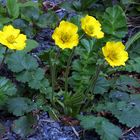 Geum montanum - Berg-Nelkenwurz