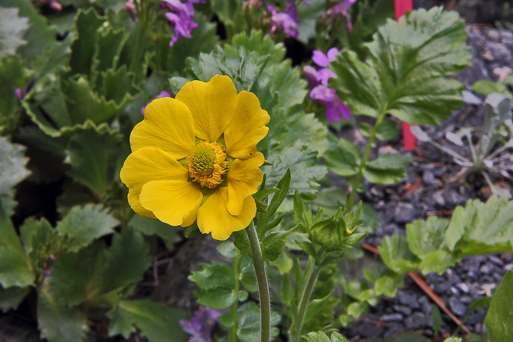 Geum montanum