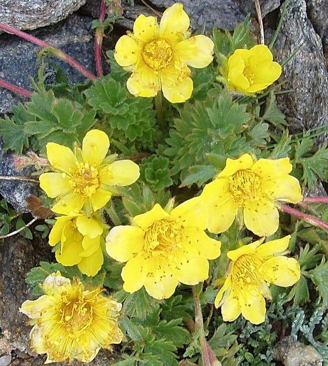 Geum reptans die kriechende Nelkenwurz