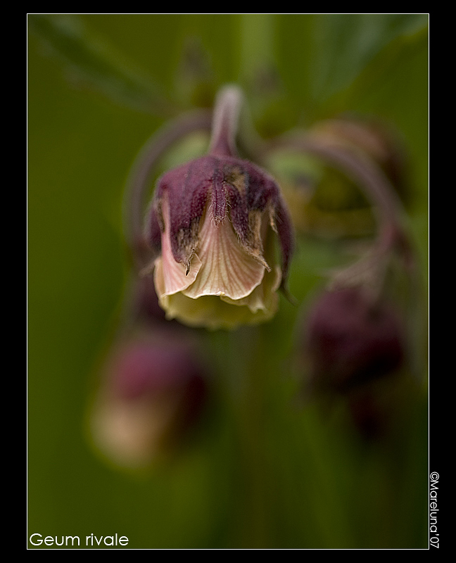 Geum rivale