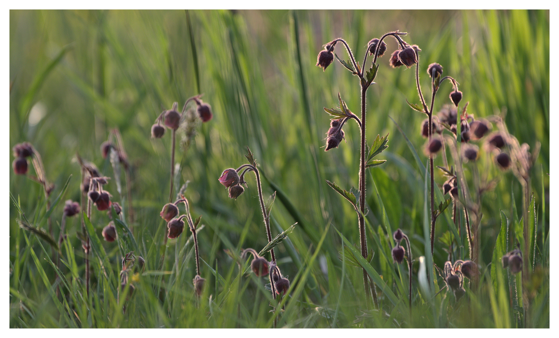 Geum Rivale