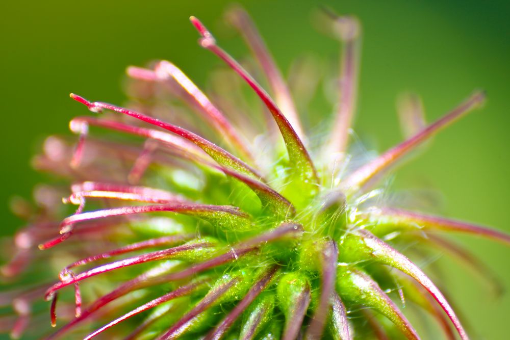 Geum urbanum von Dennis Seiffert