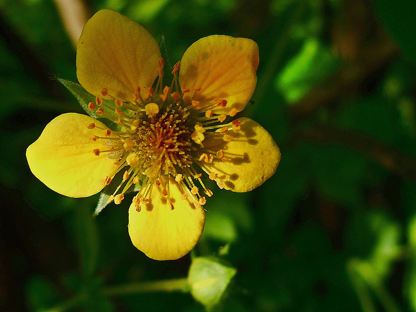 Geum Urbanum (Benoite commune )