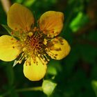 Geum Urbanum (Benoite commune )