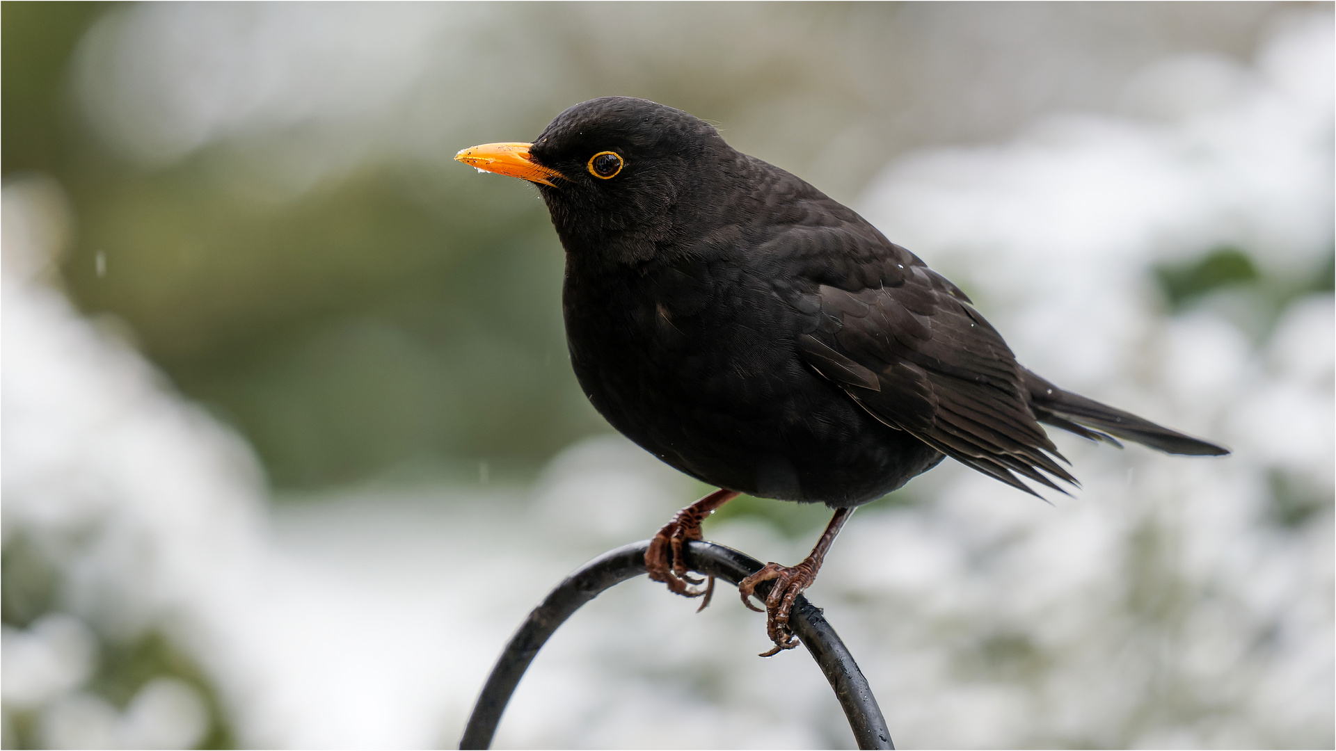 Gevadder Amsel auf dem Eisenbogen  .....