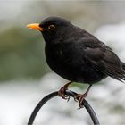 Gevadder Amsel auf dem Eisenbogen  .....