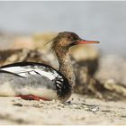 Gevadder Mittelsäger gemütlich am Ostseestrand  .....