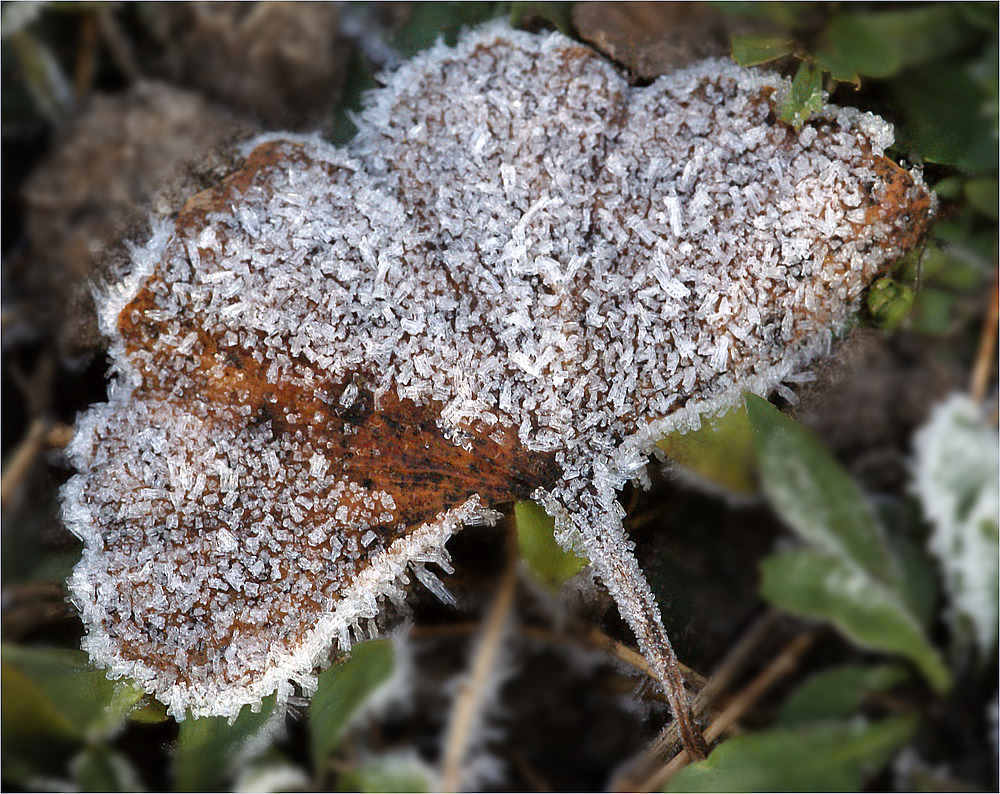 Gevatter Frost zu Besuch