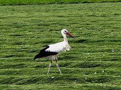 Gevatter Storch