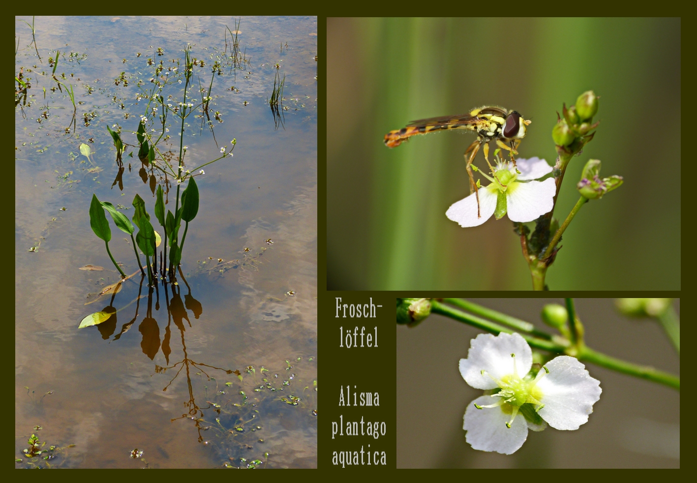 gew. Froschlöffel (Alisma plantago aquatica)