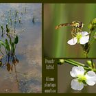 gew. Froschlöffel (Alisma plantago aquatica)