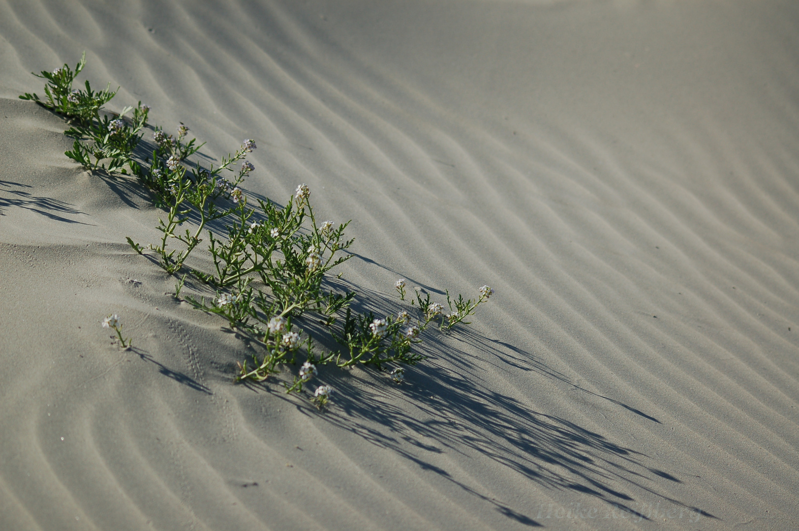 gewachsen im Sand