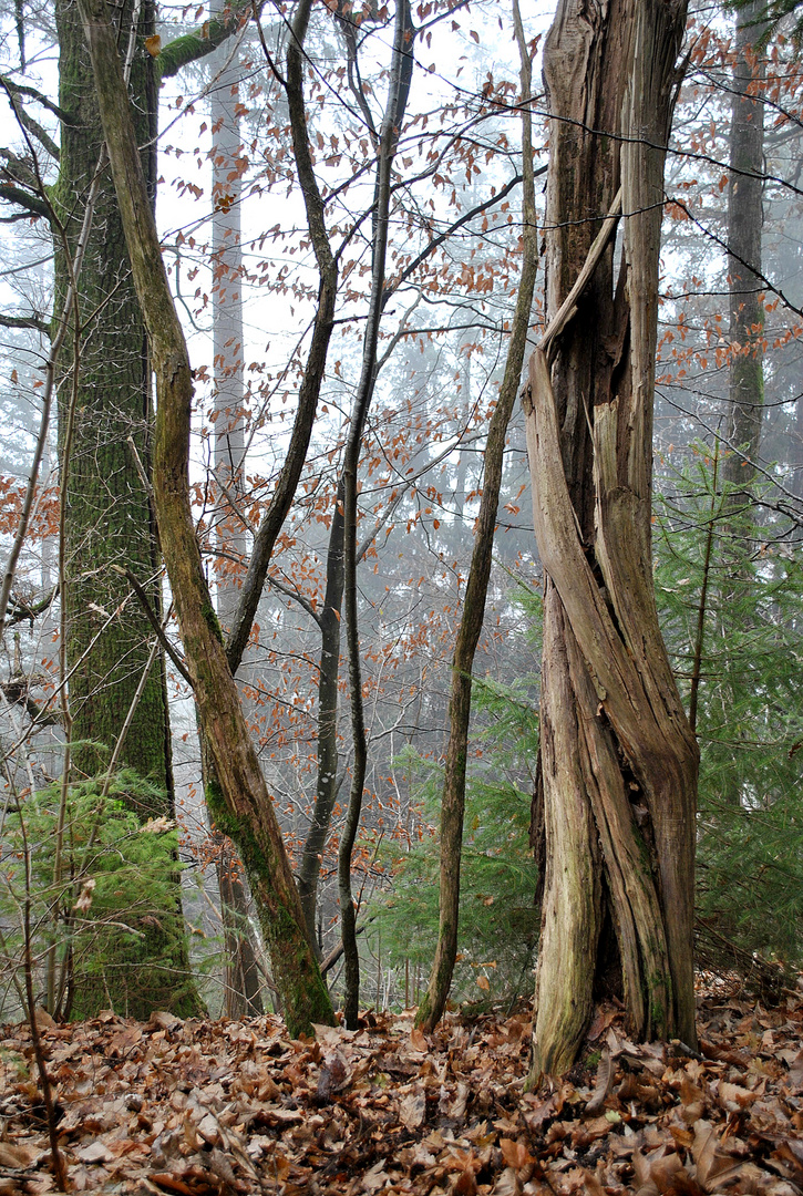 Gewachsene Skulptur im Wald