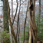 Gewachsene Skulptur im Wald