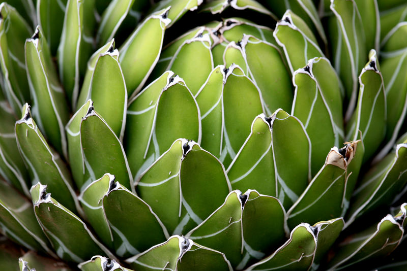 Gewächs Fuerteventura