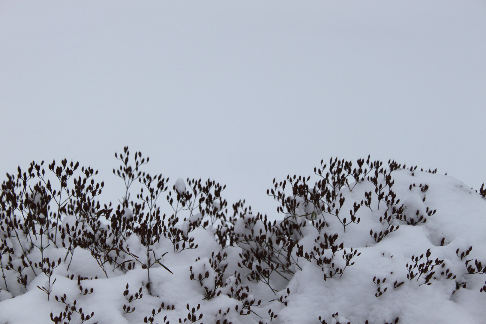 Gewächse im Schnee