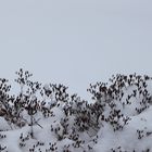 Gewächse im Schnee
