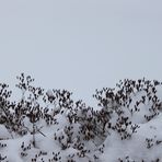 Gewächse im Schnee