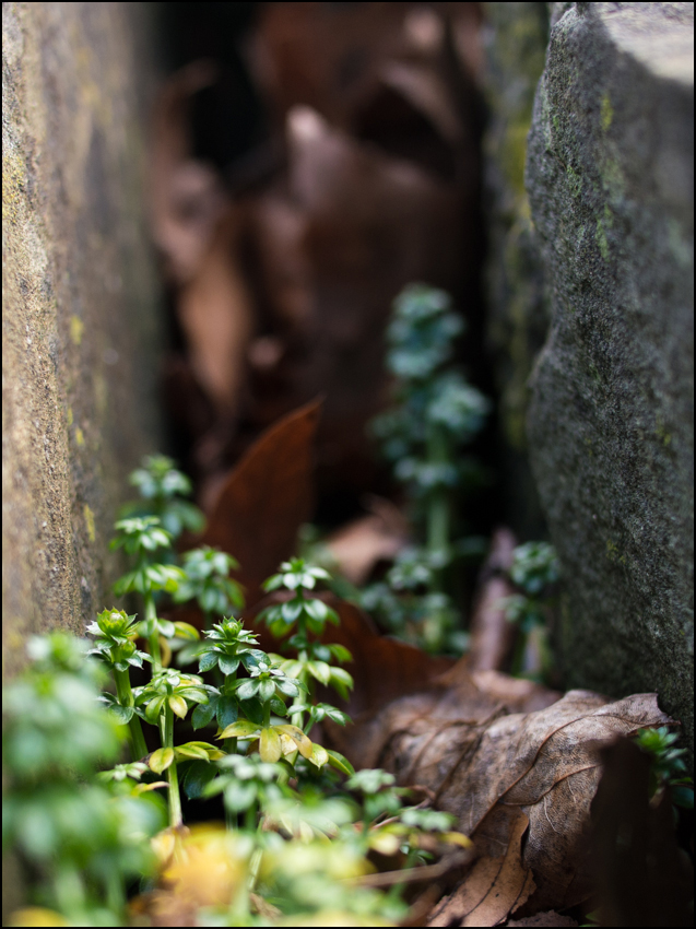 Gewächse in der Mauerschlucht