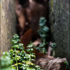 Gewächse in der Mauerschlucht