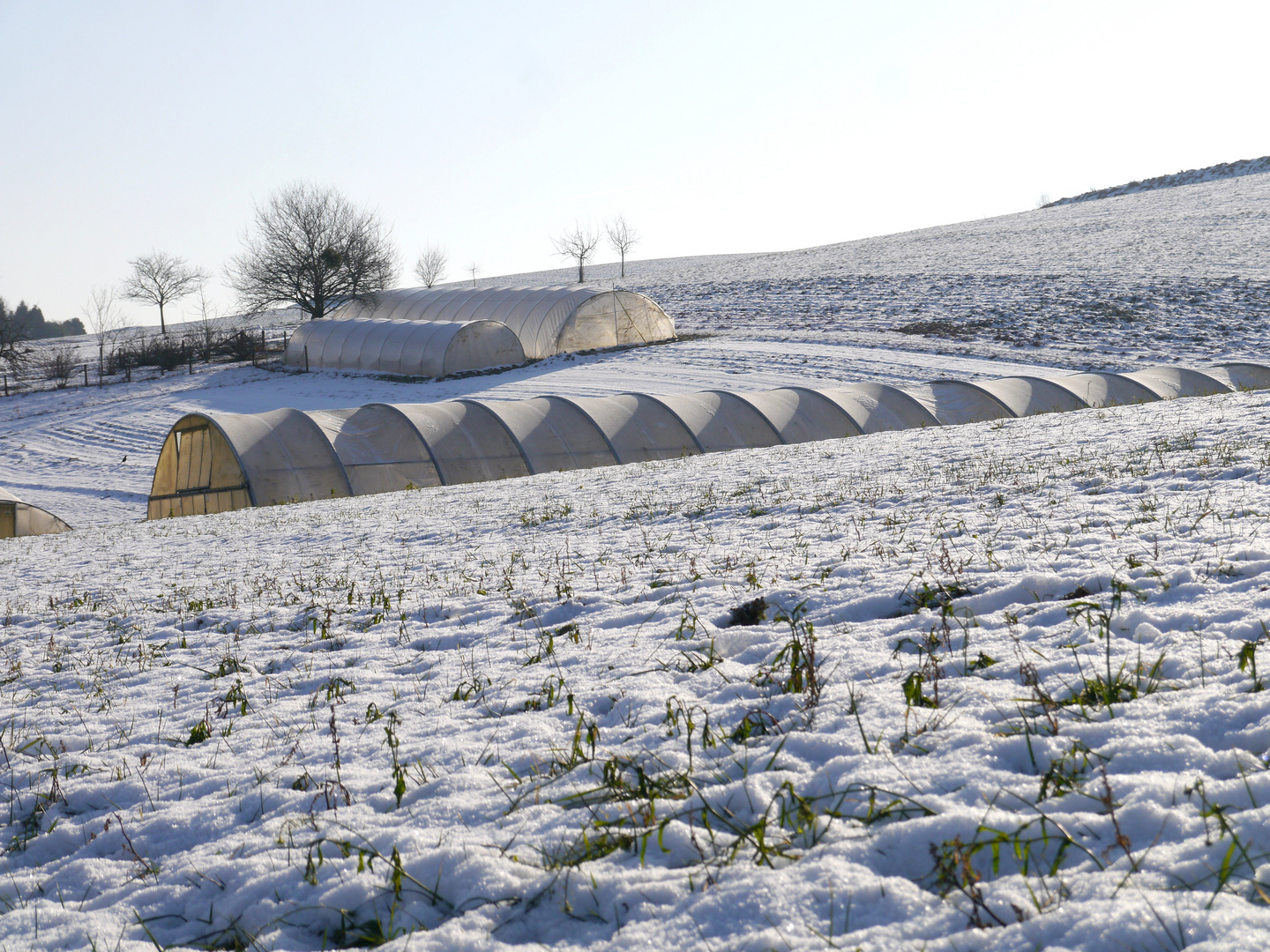 Gewächshäuser im Winterlicht im Bergischen