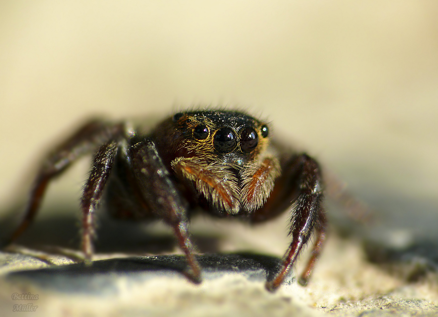 Gewächshaus-Springspinne (Hasarius adansoni) Weibchen