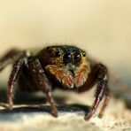 Gewächshaus-Springspinne (Hasarius adansoni) Weibchen