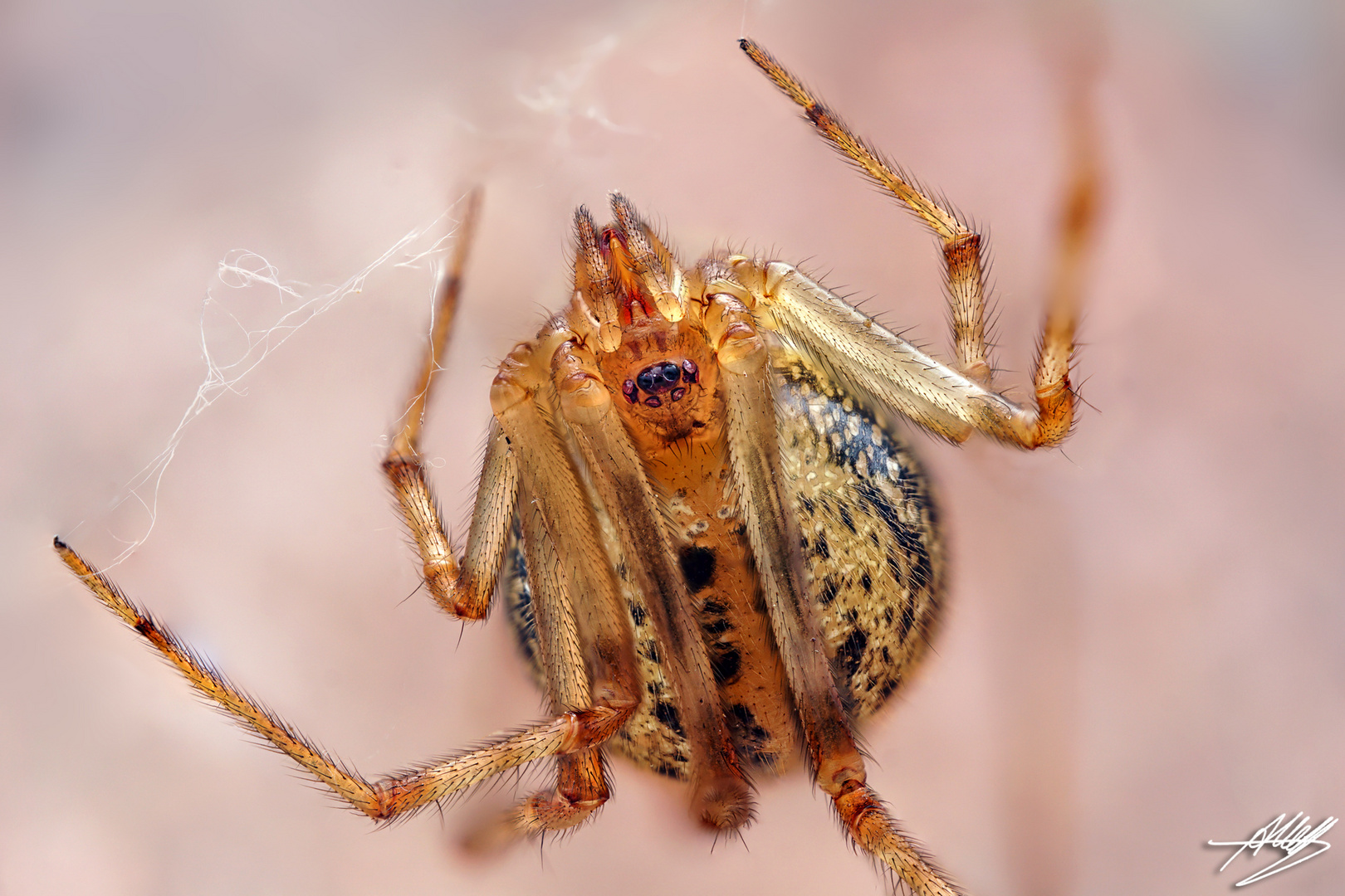 Gewächshausspinne Weibchen