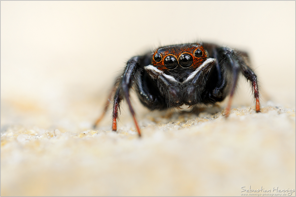 Gewächshausspringspinne (Hasarius adansoni)