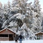 Gewaltige Schneebäume über uns