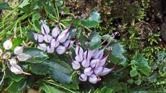 Gewaltige Vergrößerung der ca. 2 cm großen Blüten der Physoplexis comosa...