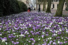 gewaltiges Frühlingserwachen