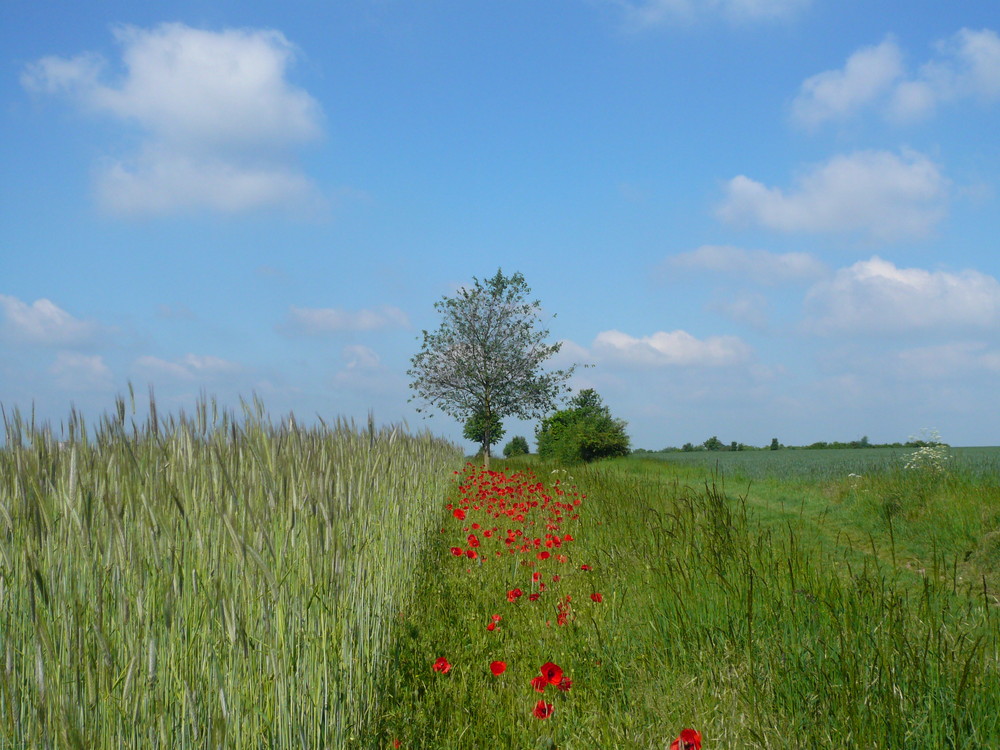 Gewand von Seide...