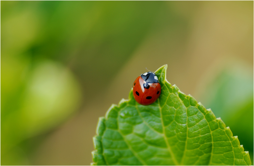 Gewaschen und poliert