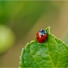 Gewaschen und poliert