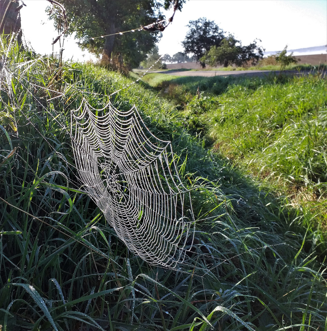 Gewebter Herbstanfang. Das Spinnennetz mit Morgentau ...