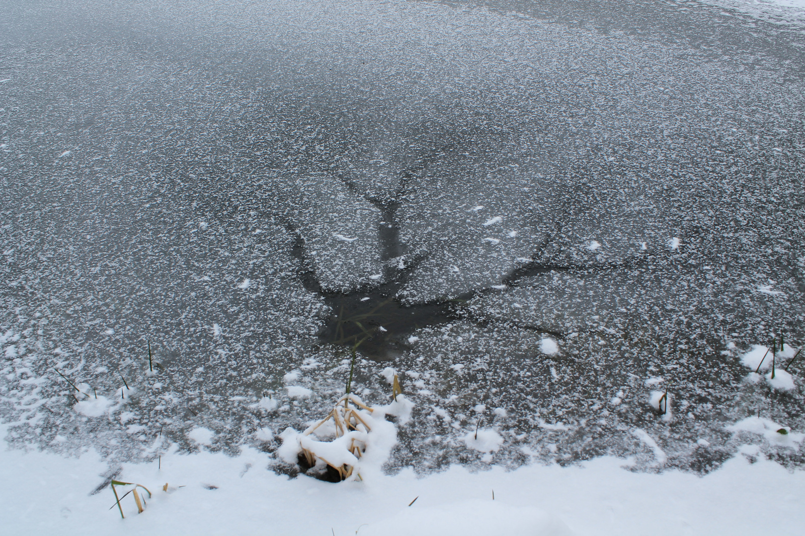 Geweih im Teich