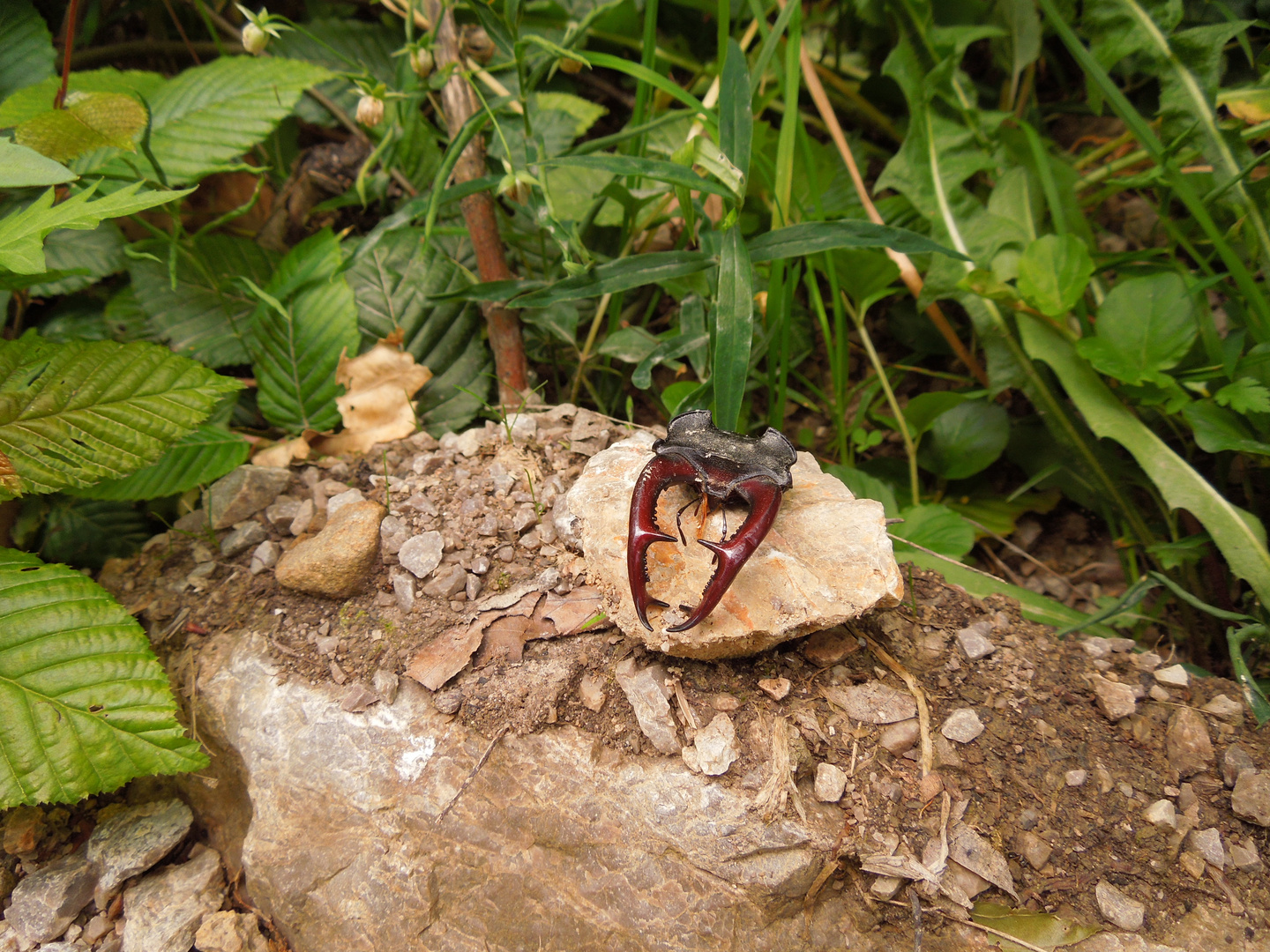 Geweih von einen Hirschkäfer